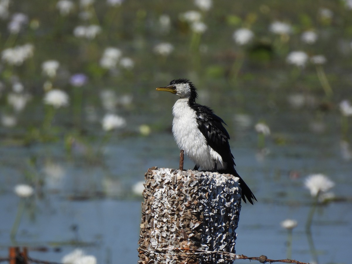 Little Pied Cormorant - ML640214383