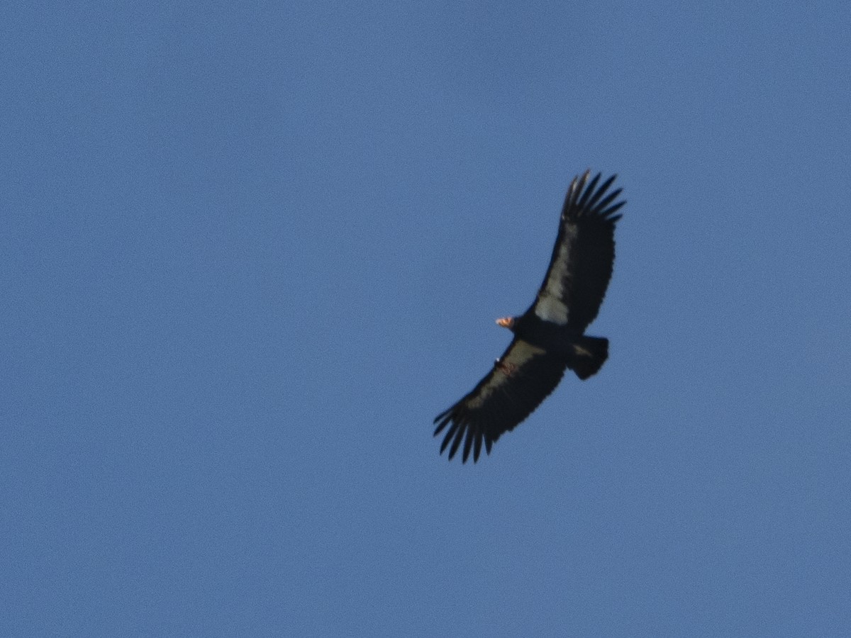 California Condor - ML640214428