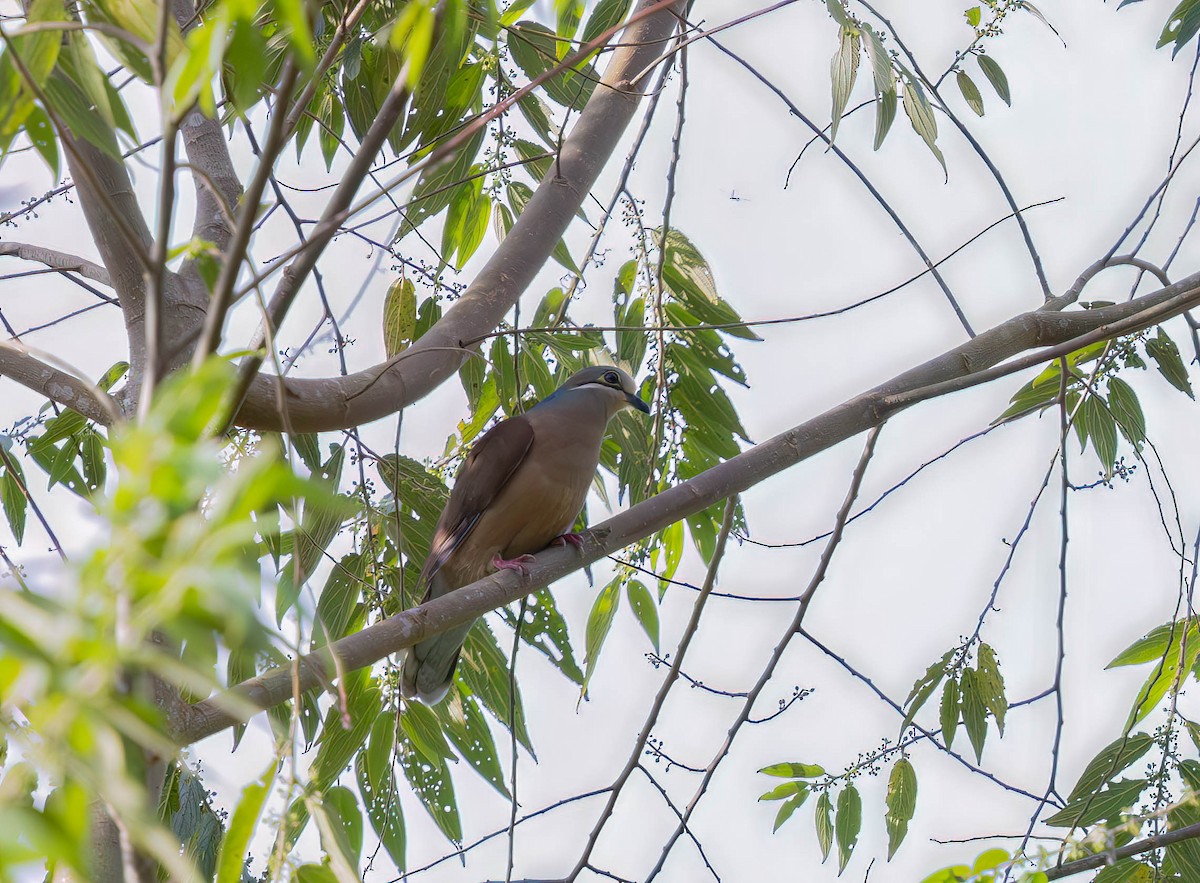 White-eared Brown-Dove (Short-billed) - ML640214437