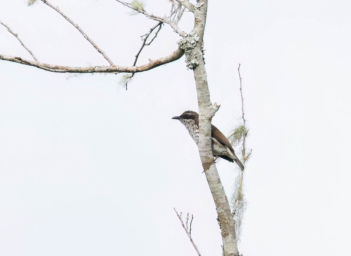 Stripe-breasted Rhabdornis - ML640214446