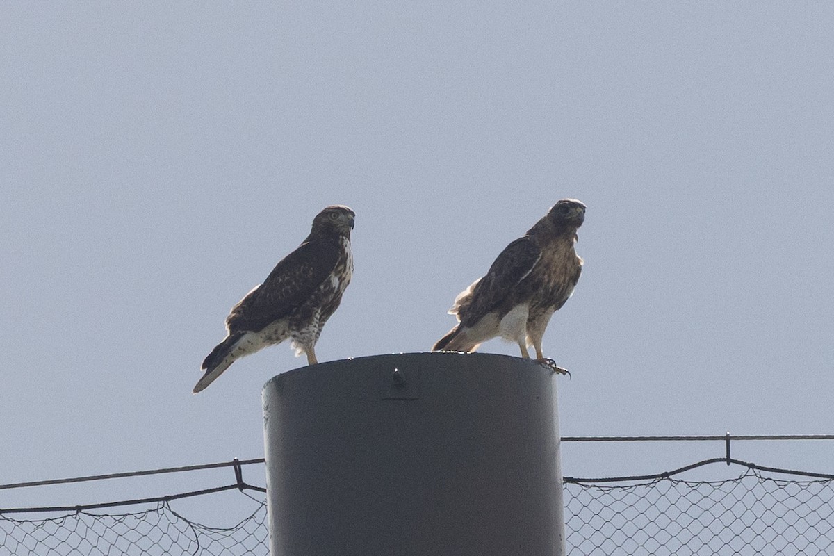 Red-tailed Hawk - ML640214613