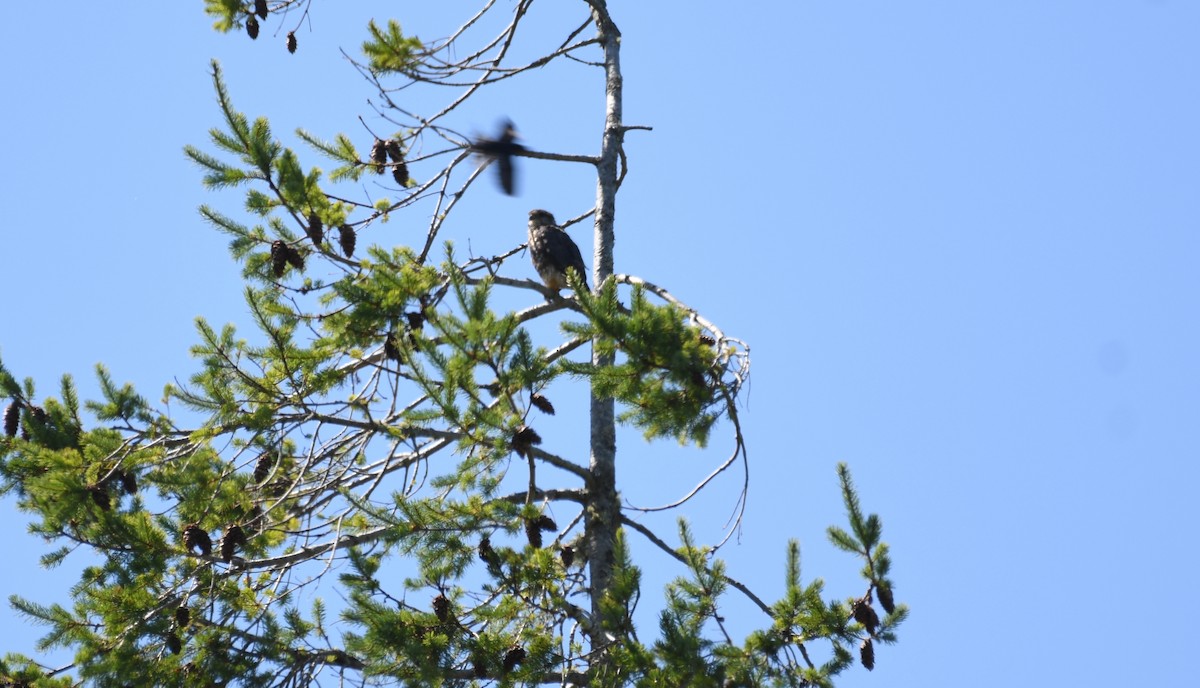 Хайргууна шонхор - ML640214698