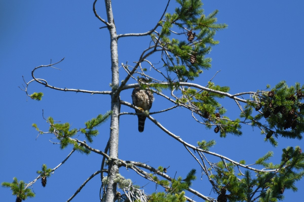 Хайргууна шонхор - ML640214703