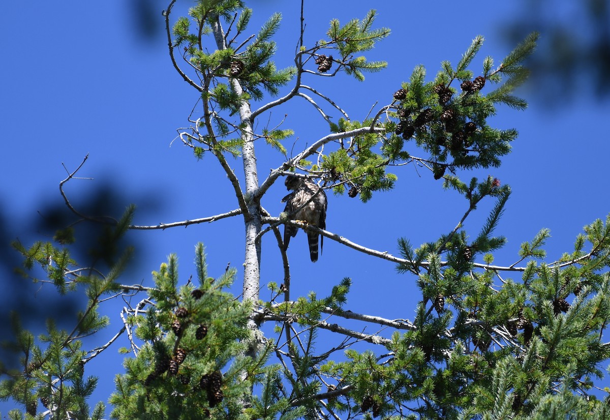 Хайргууна шонхор - ML640214705