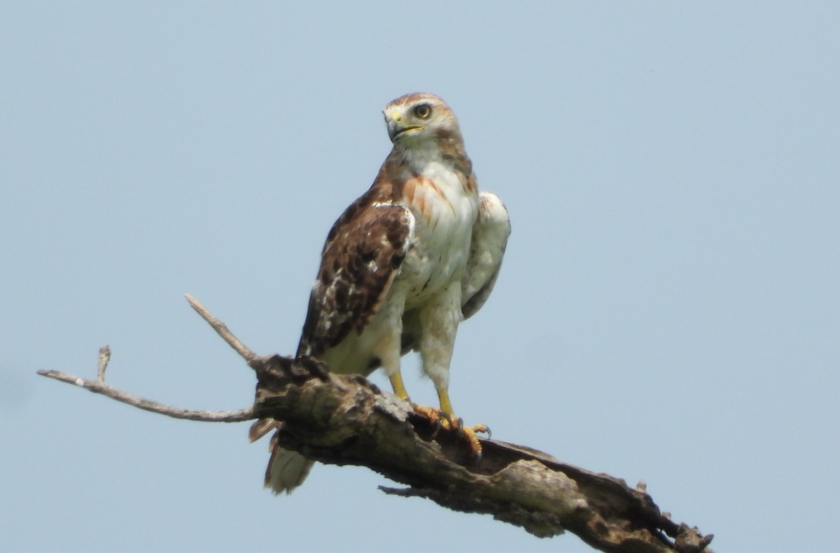 Red-tailed Hawk - ML640214808