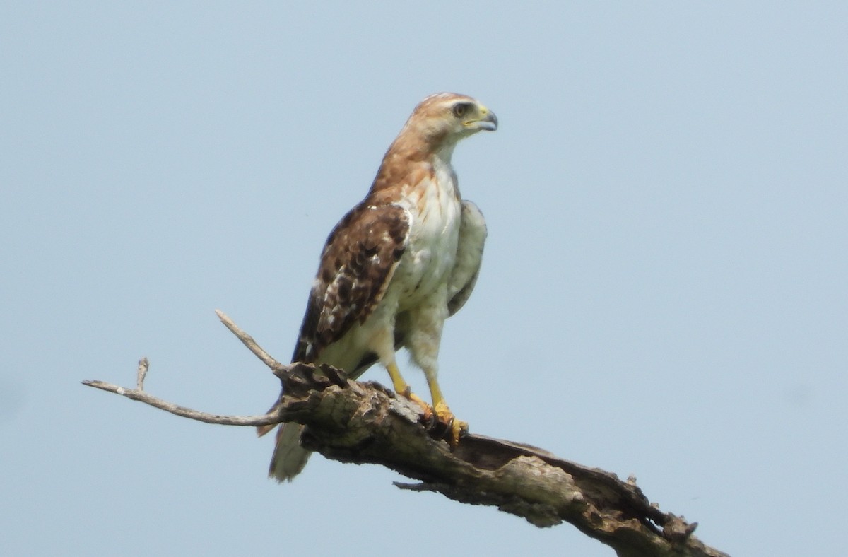Red-tailed Hawk - ML640214809