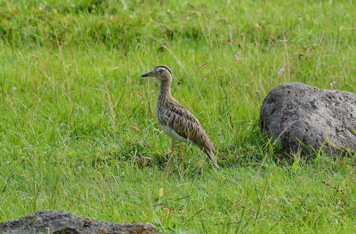 Double-striped Thick-knee - ML640214840