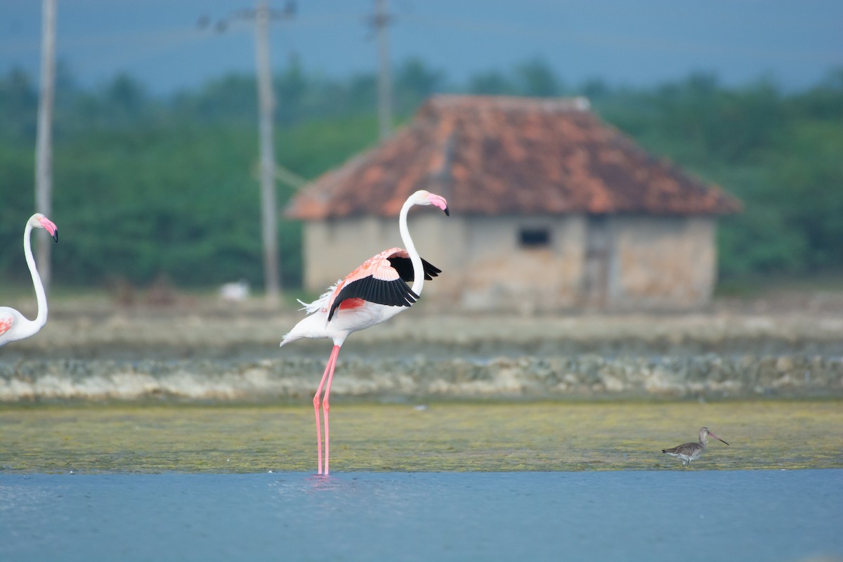 Ягаан нал - ML640214952