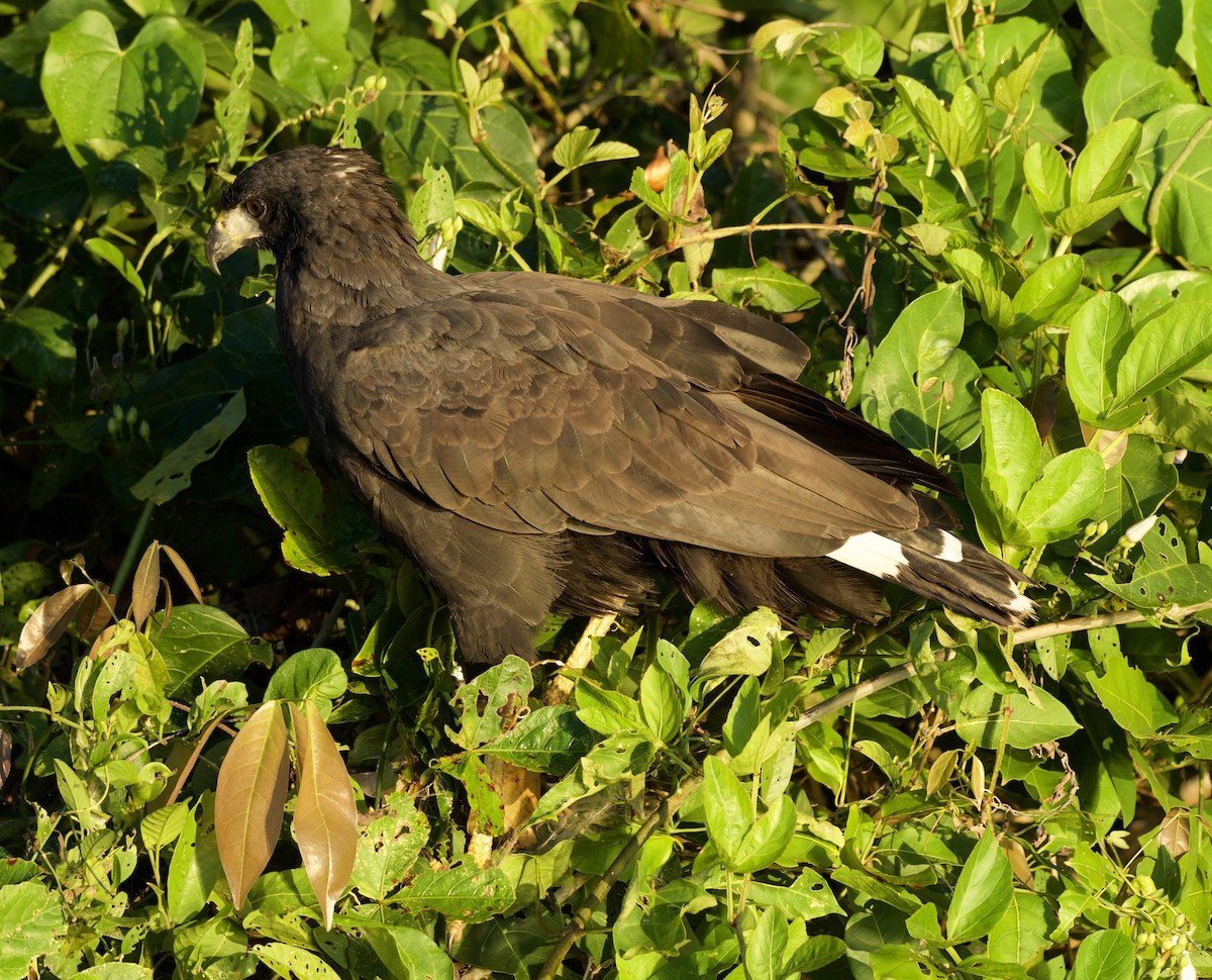Great Black Hawk - ML640215040
