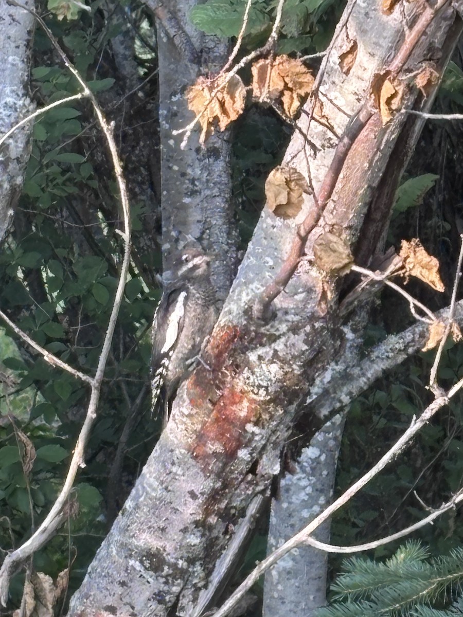 Red-naped Sapsucker - ML640215087
