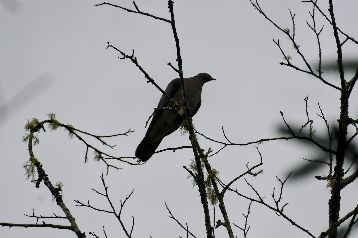 Band-tailed Pigeon - ML640215125