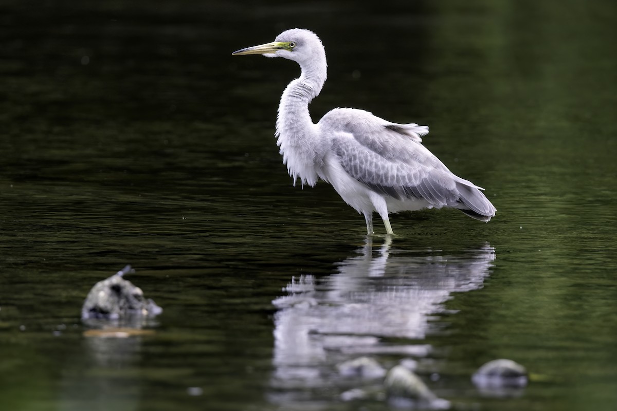heron sp. - Alex Eberts