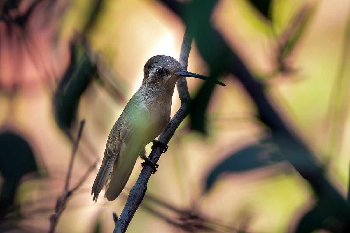 Dusky Hummingbird - ML640215194
