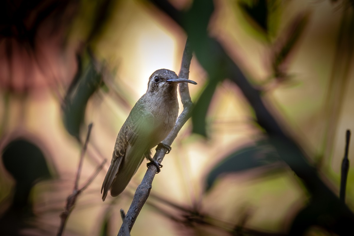 Dusky Hummingbird - ML640215195