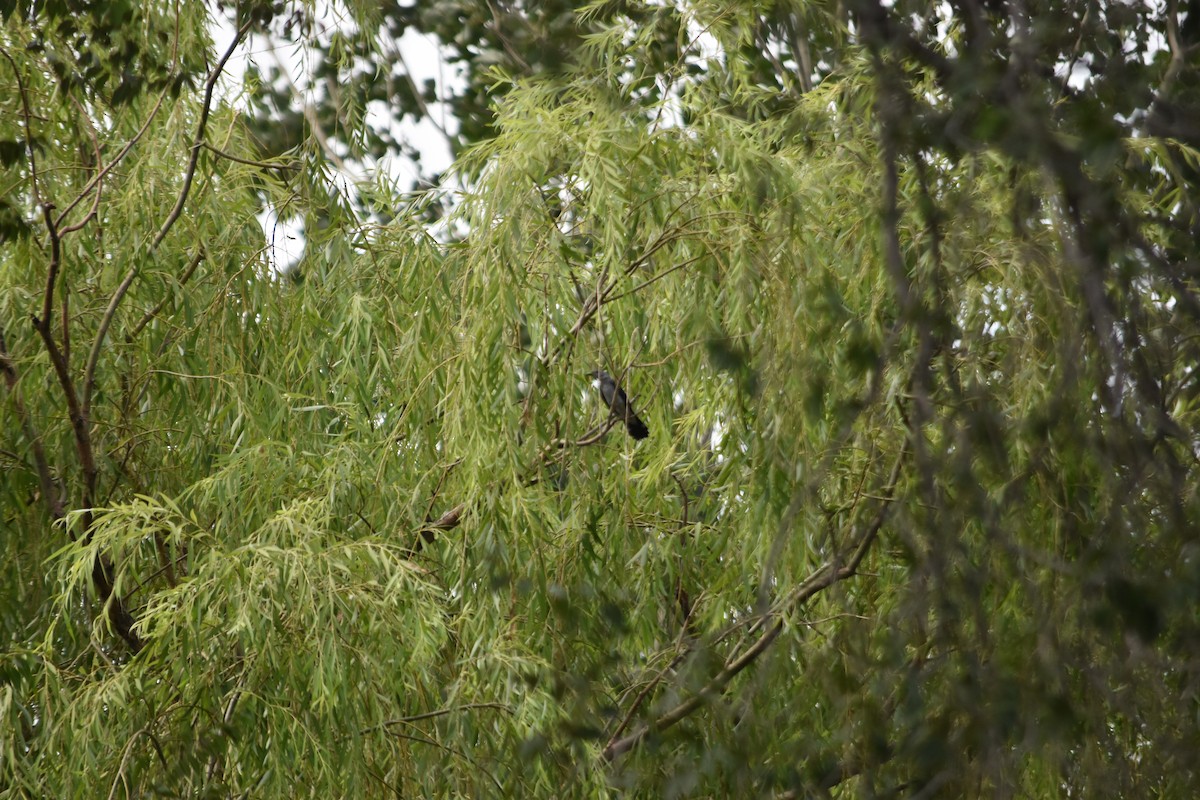 Black-winged Cuckooshrike - ML640215242