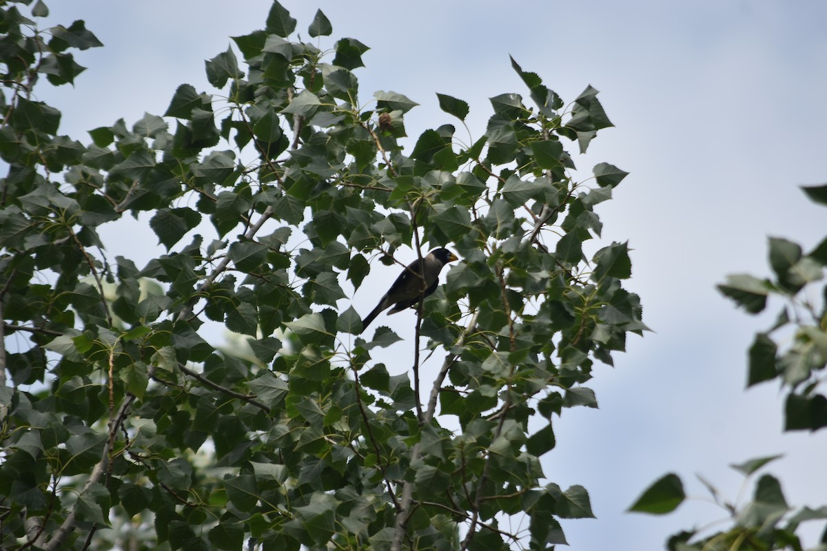 Yellow-billed Grosbeak - ML640215276
