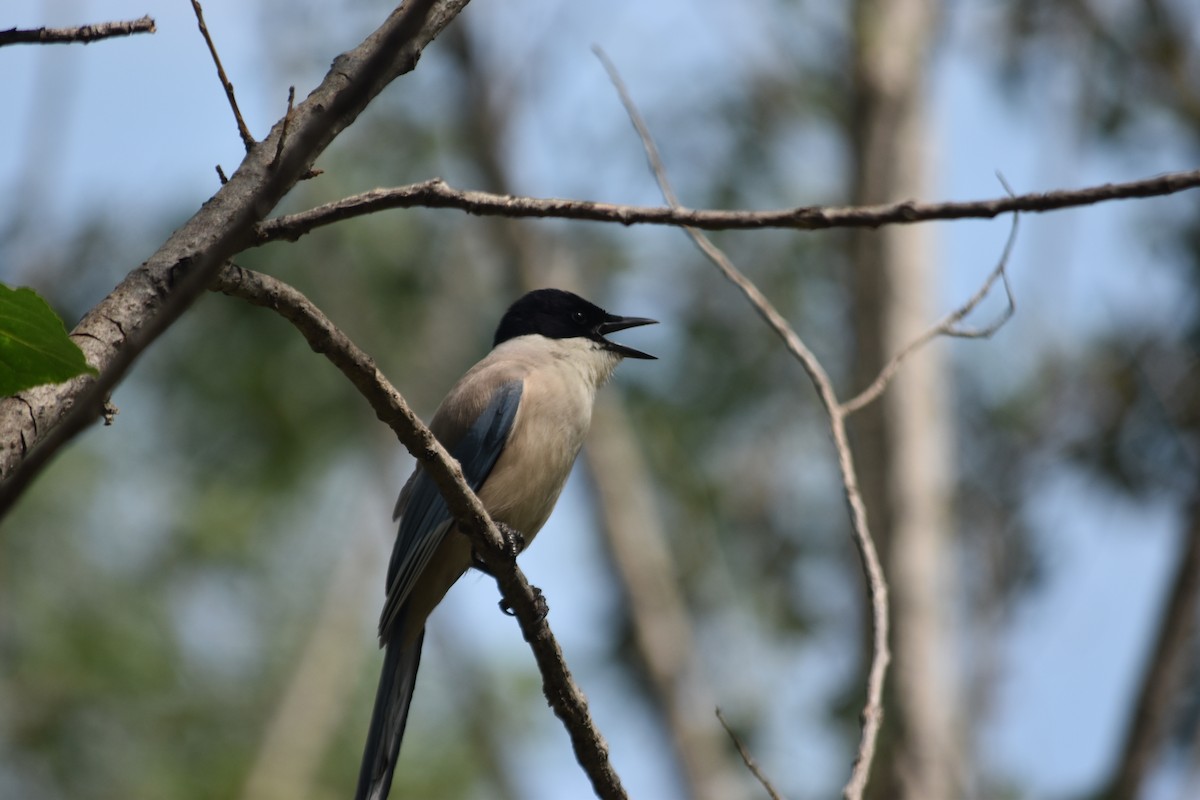 Azure-winged Magpie - ML640215284