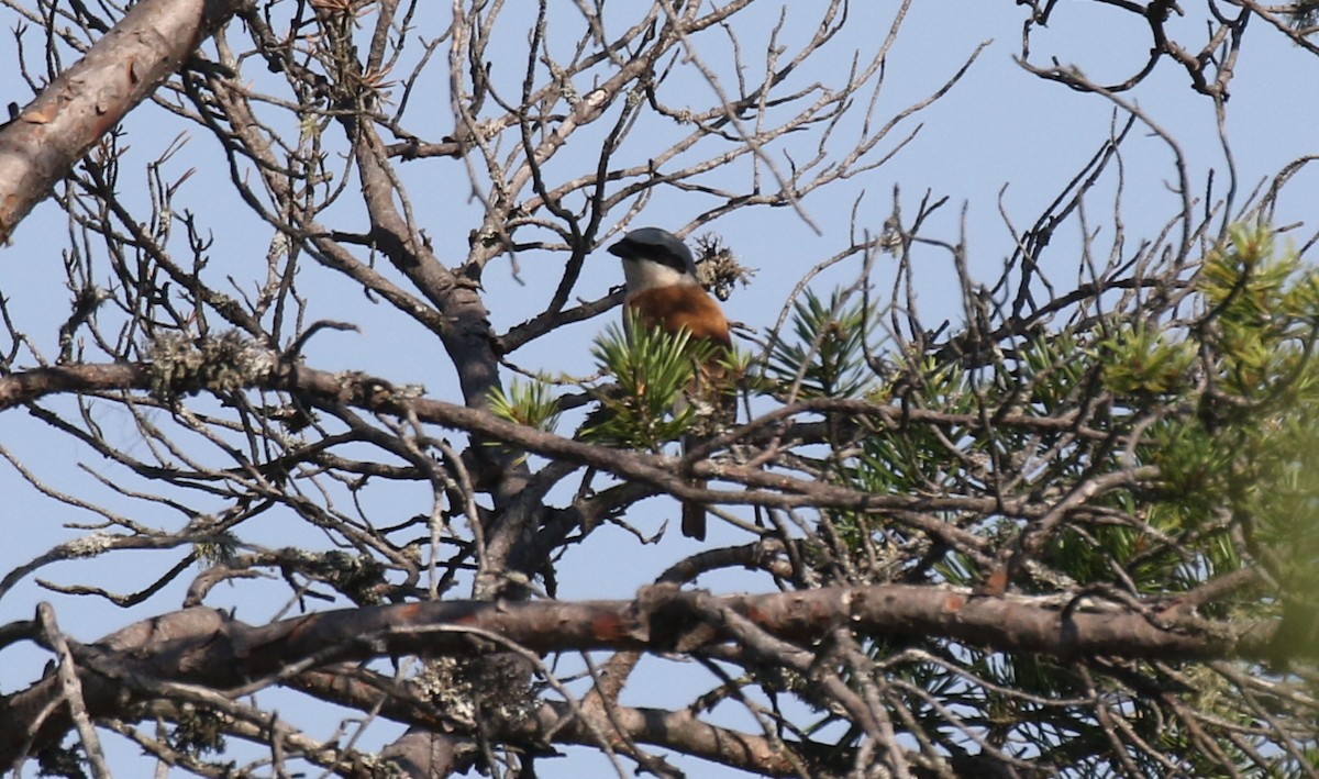 Red-backed Shrike - ML640215289