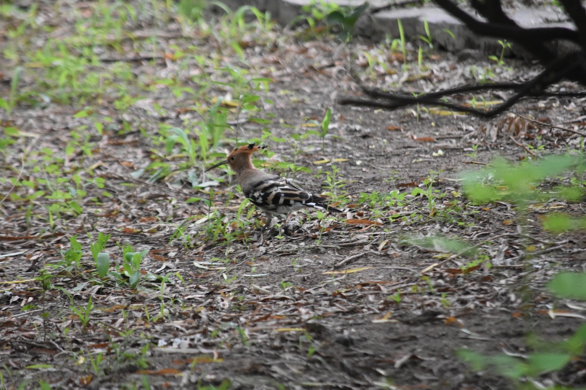Common Hoopoe - ML640215293