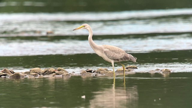 heron sp. - ML640215329