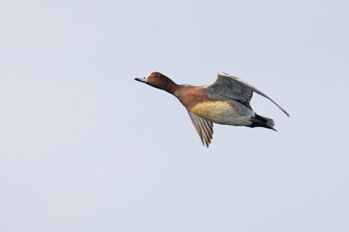 Canard siffleur - ML640215349