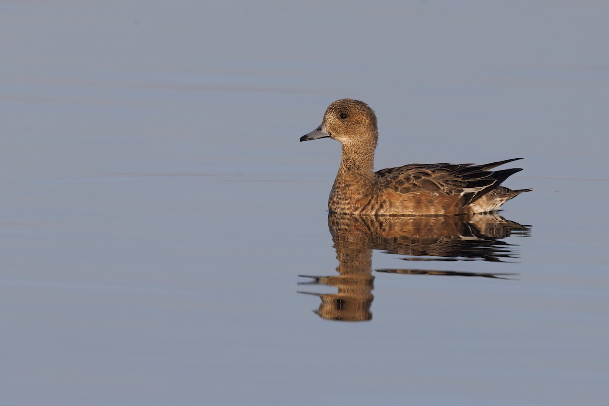 Canard siffleur - ML640215350