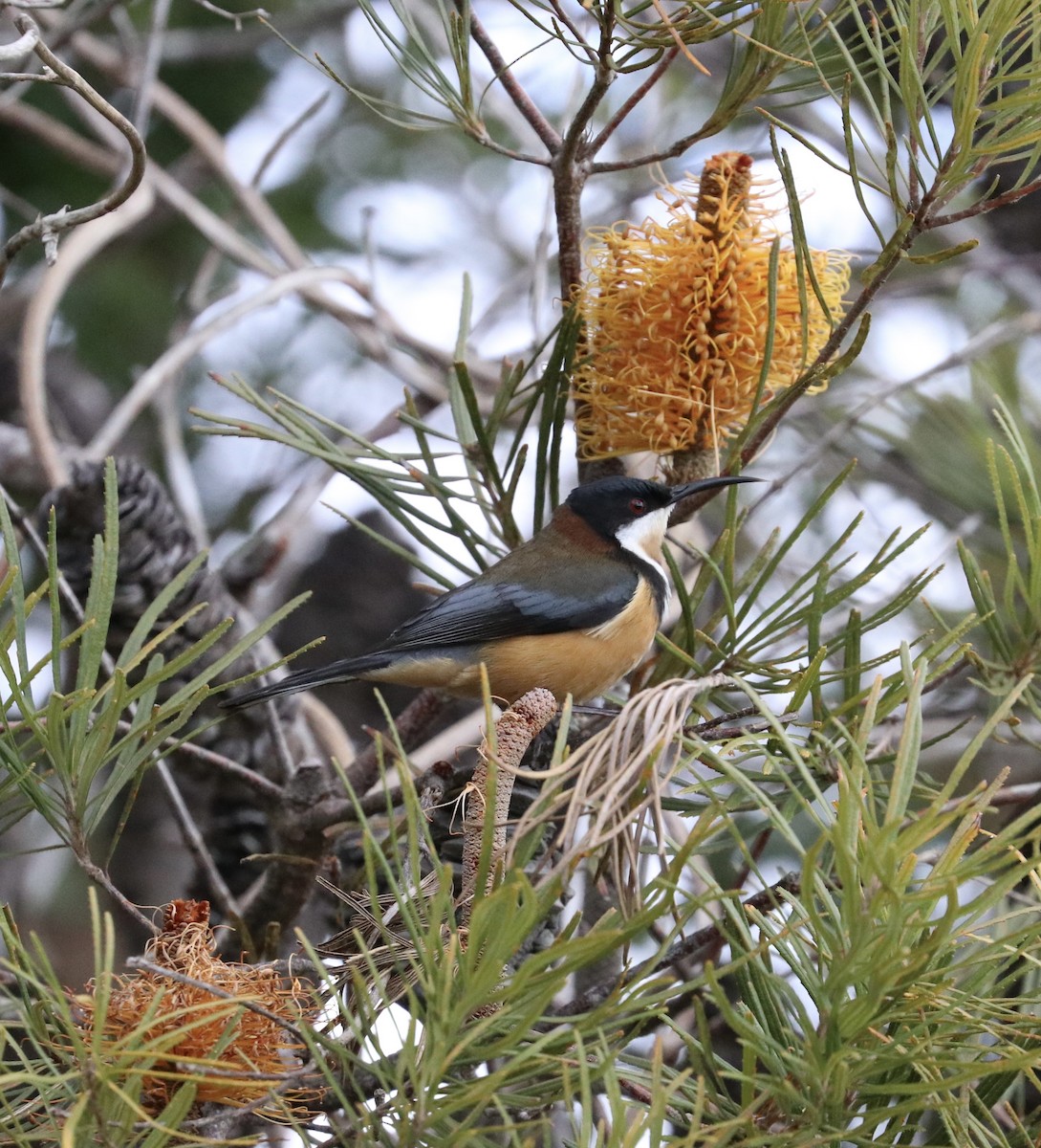 Eastern Spinebill - ML640215390