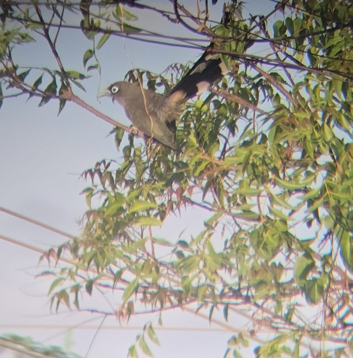 Blue-faced Malkoha - ML640215398