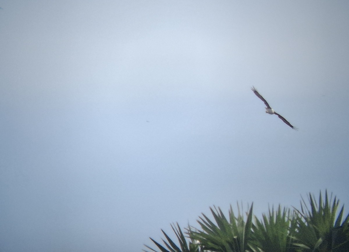 Brahminy Kite - ML640215451