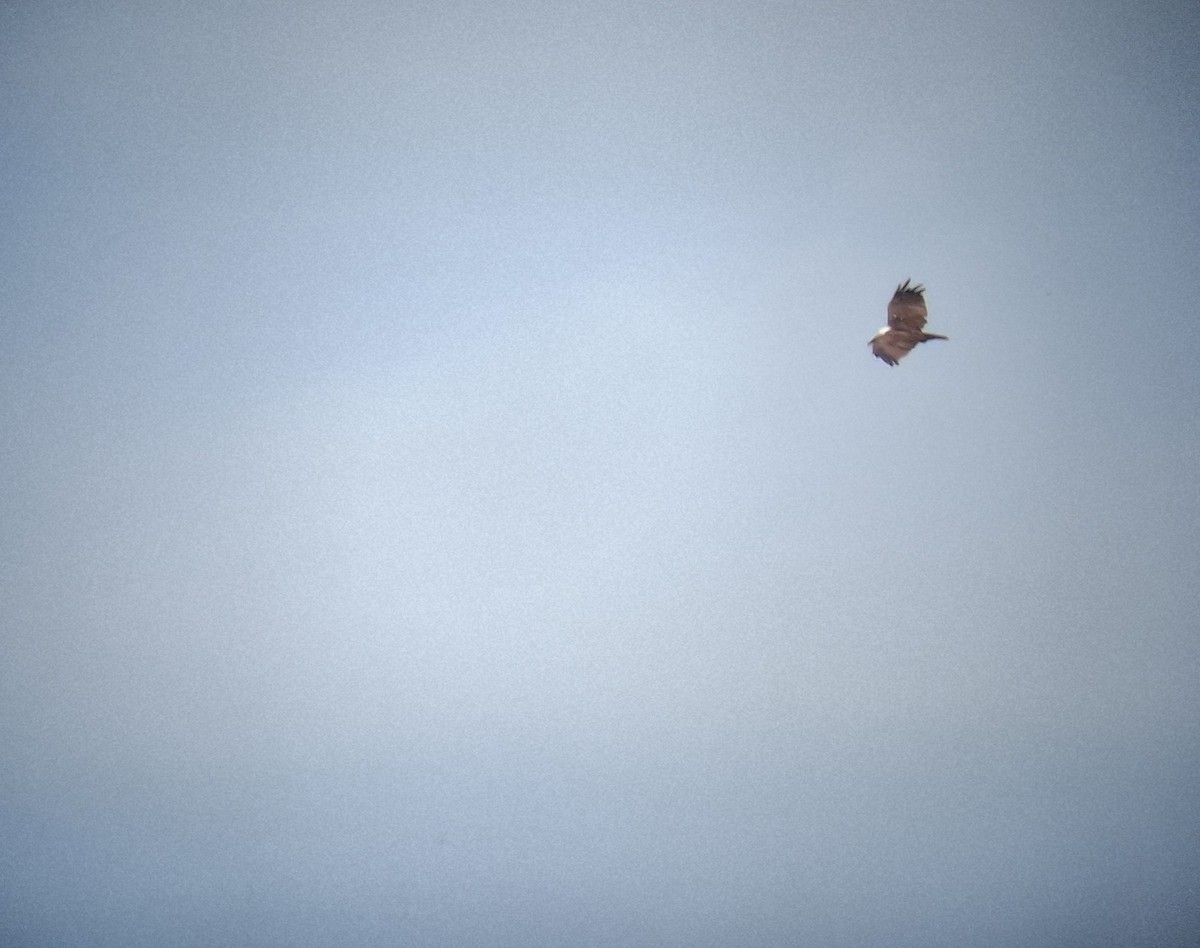 Brahminy Kite - ML640215452