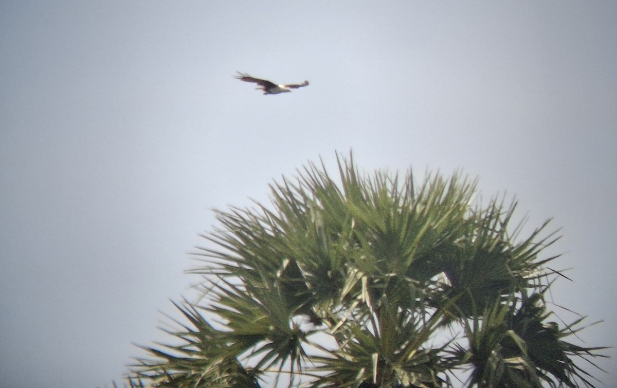Brahminy Kite - ML640215453