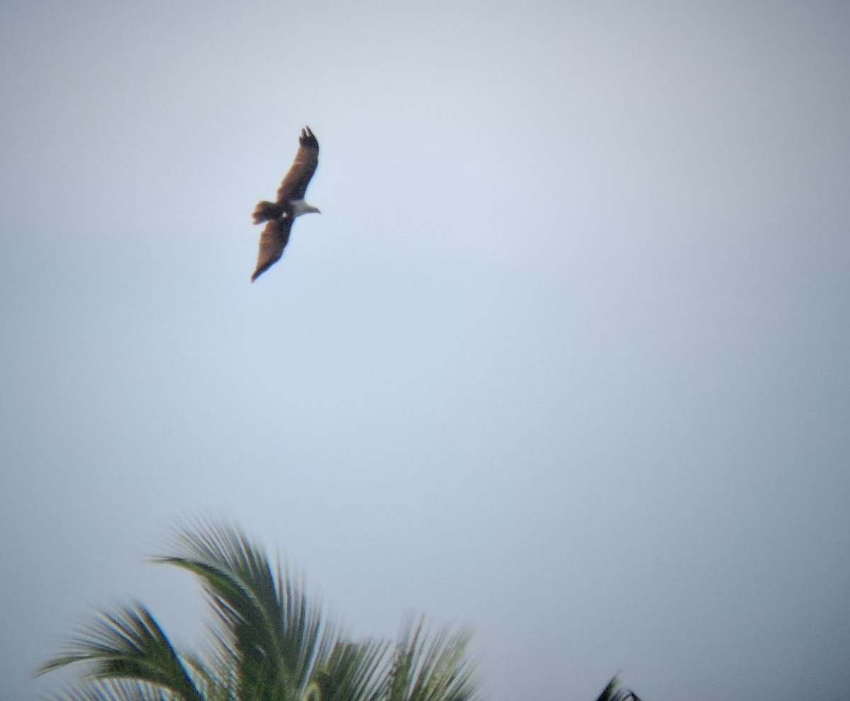 Brahminy Kite - ML640215454