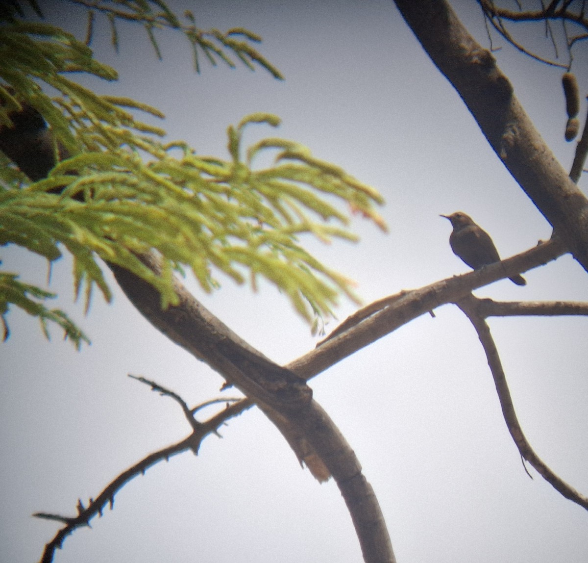 Indian Robin - ML640215463