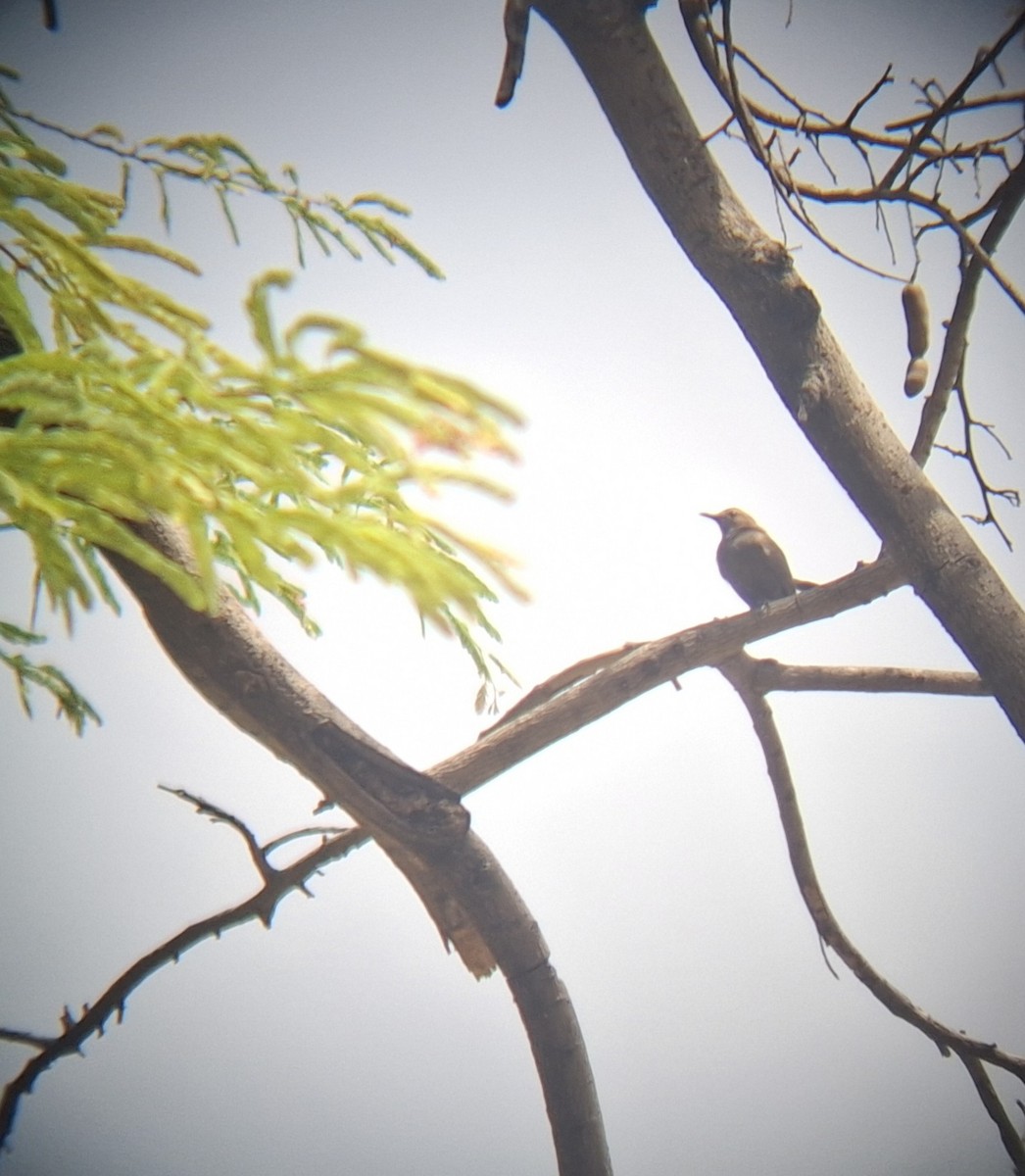 Indian Robin - ML640215464