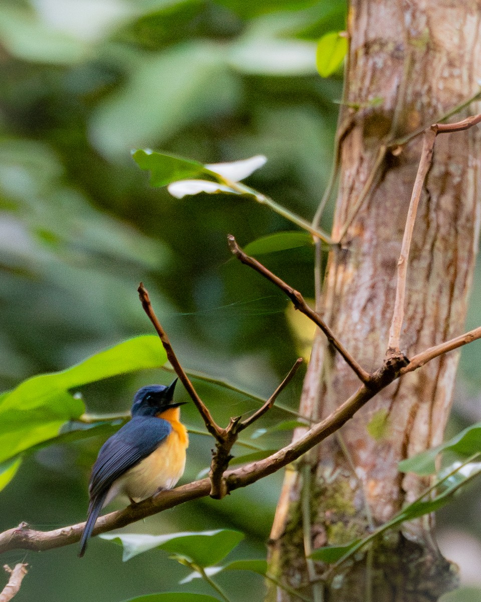 Javan Blue Flycatcher - ML640215467