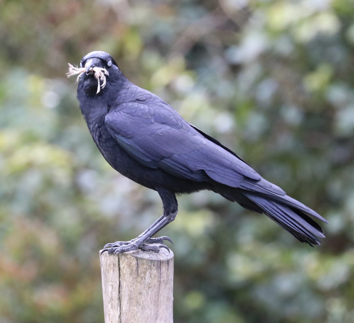 Torresian Crow - ML640215511