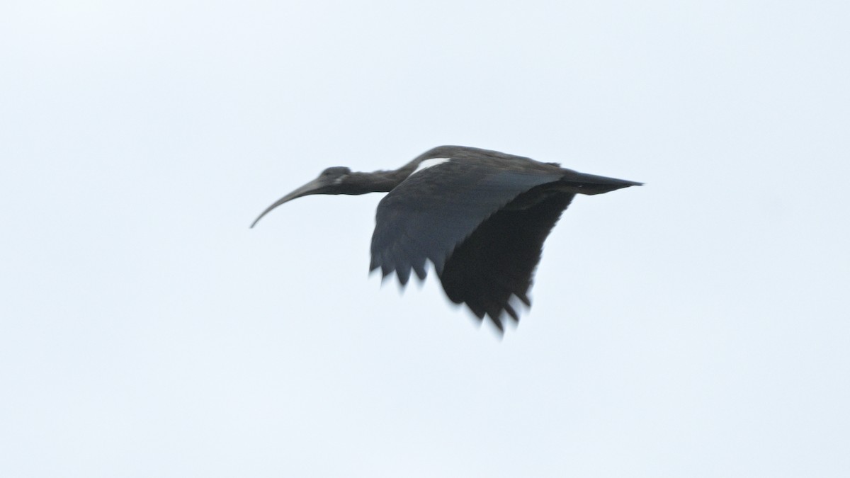 Red-naped Ibis - ML640215582