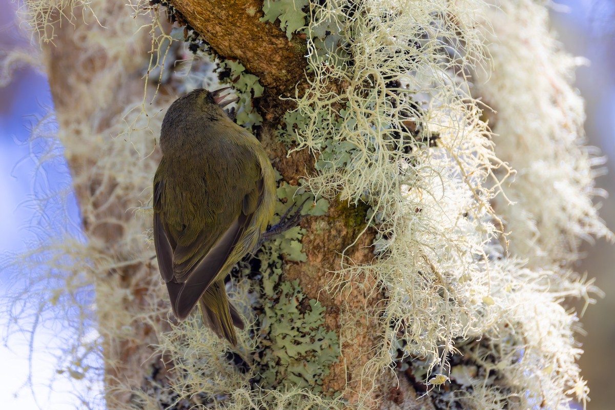 Hawaii Creeper - ML640215596