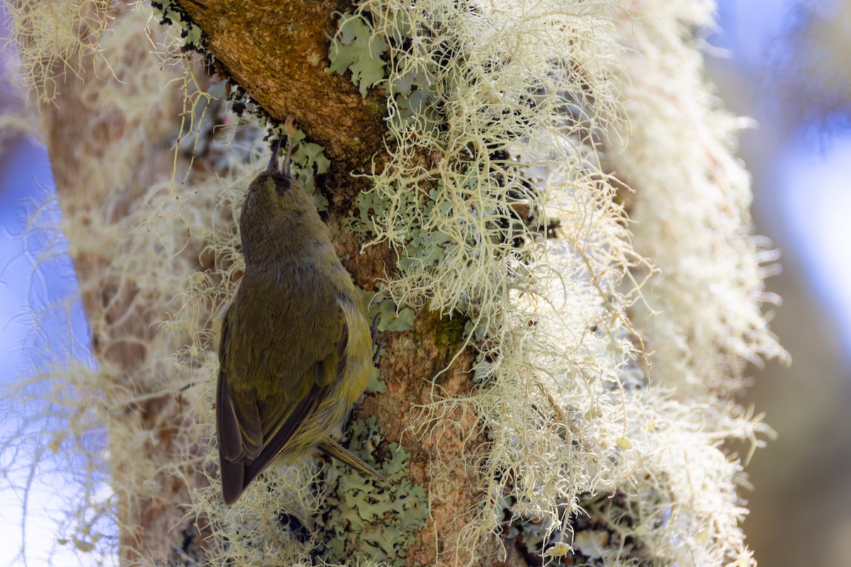 Hawaii Creeper - ML640215598
