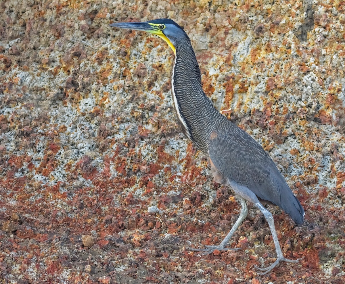 Bare-throated Tiger-Heron - ML640215602