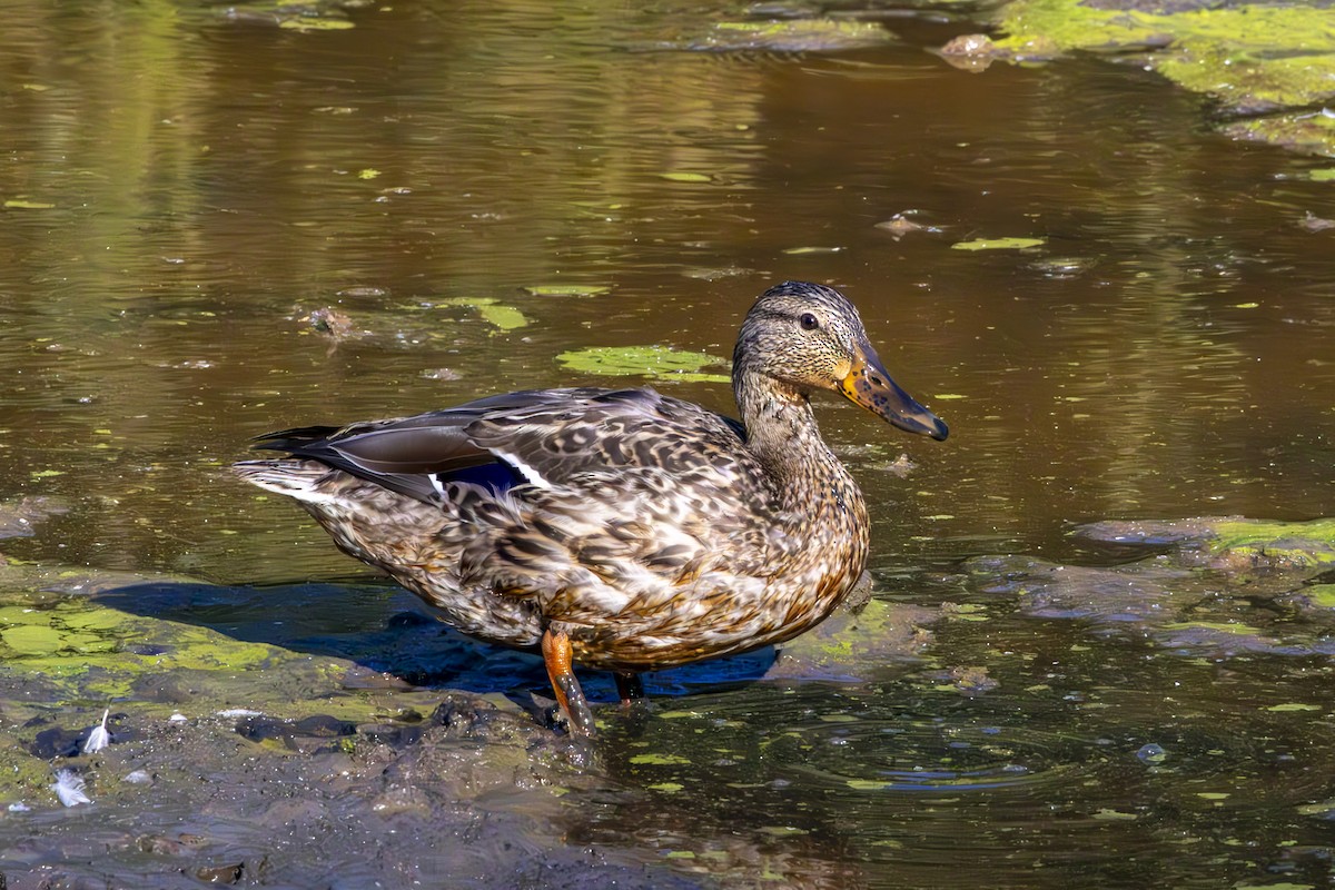 Mallard - ML640215628