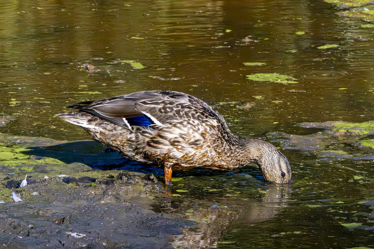 Mallard - ML640215629