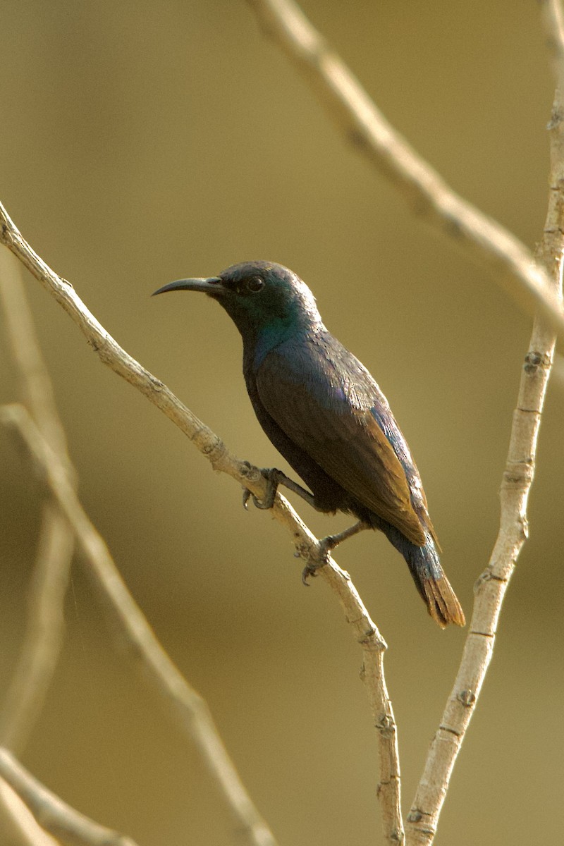 Purple Sunbird - ML640215636