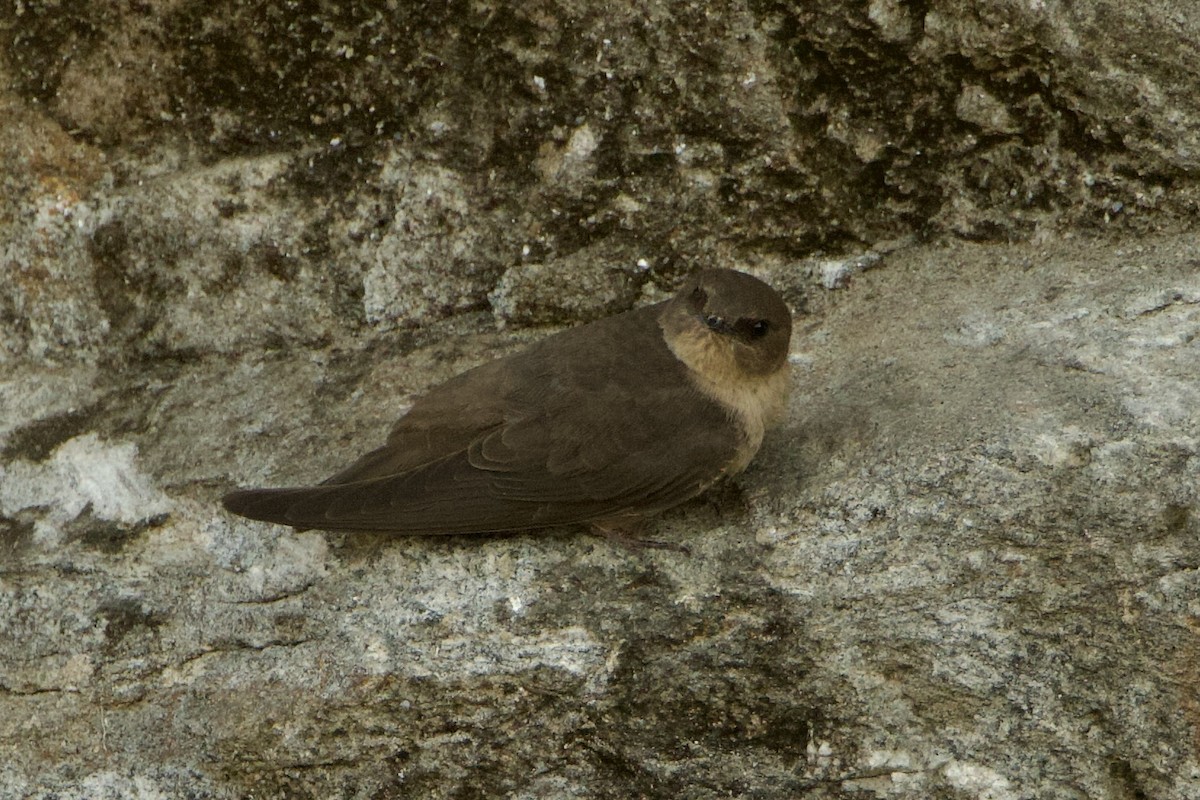 Dusky Crag-Martin - ML640215644