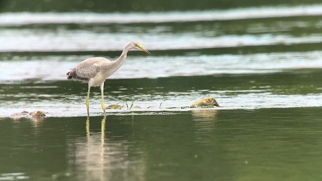 heron sp. - ML640215645