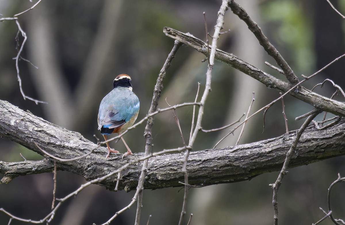 Fairy Pitta - ML640215651