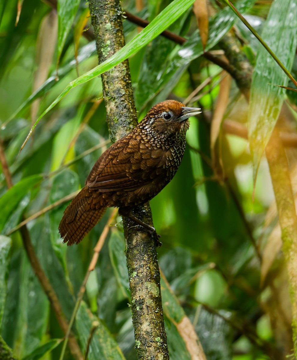 Cachar Wedge-billed Babbler - ML640215664