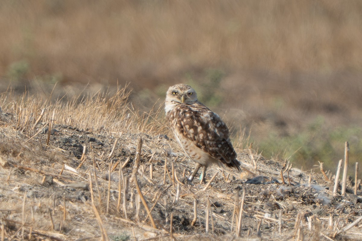 Burrowing Owl - ML640215685