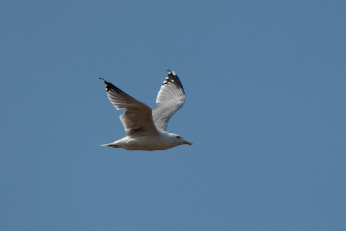 California Gull - ML640215686