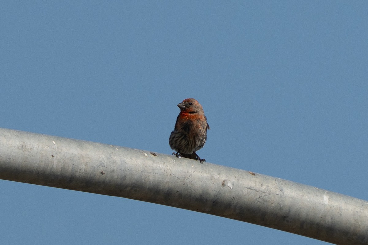 House Finch - ML640215689